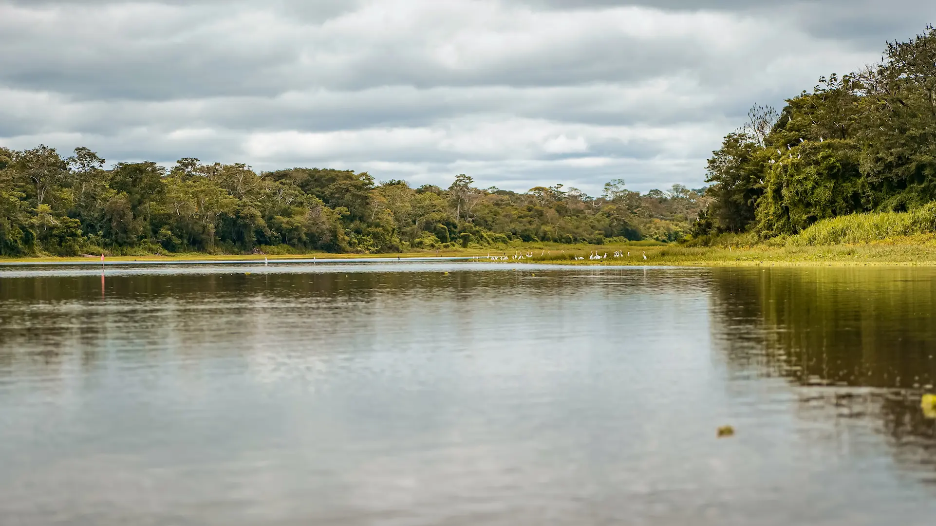 Cover for Amazon Rainforest